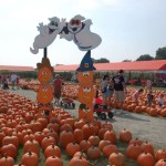 Pumpkin farm