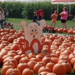 Pumpkin patch